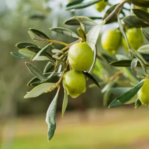 Olive 2